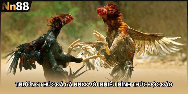 Thưởng thức đá gà NN88 với nhiều hình thức độc đáo